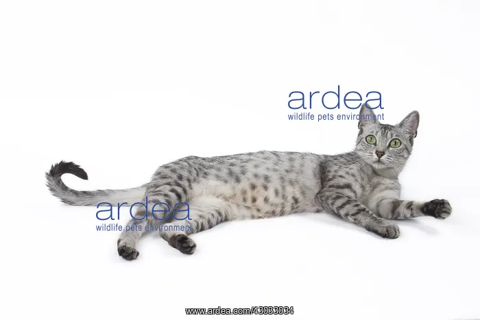  : Egyptian Mau cat in the studio