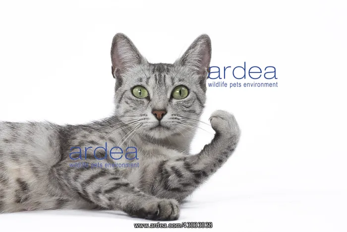  : Egyptian Mau cat in the studio