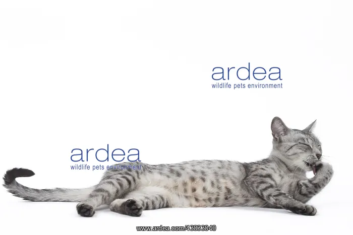  : Egyptian Mau cat in the studio
