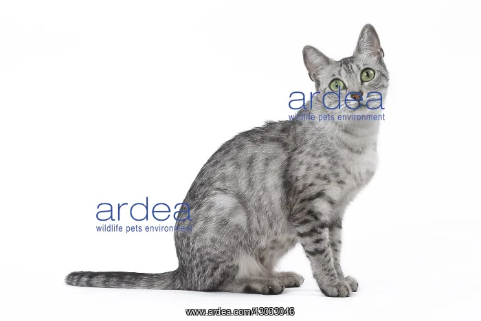  : Egyptian Mau cat in the studio