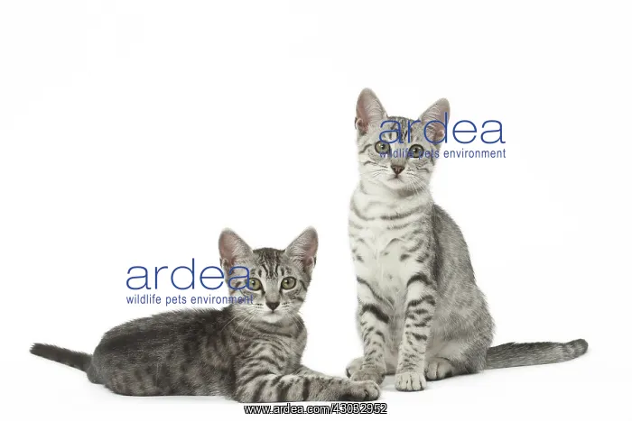  : Egyptian Mau cats in the studio