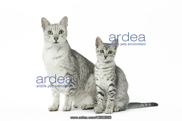  : Egyptian Mau cats in the studio