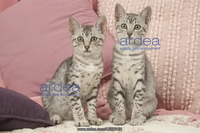  : Egyptian Mau kittens indoors