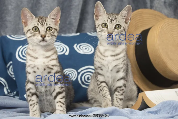  : Egyptian Mau kittens indoors