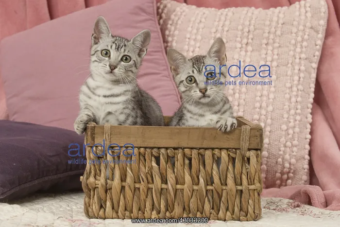  : Egyptian Mau kittens indoors in a basket
