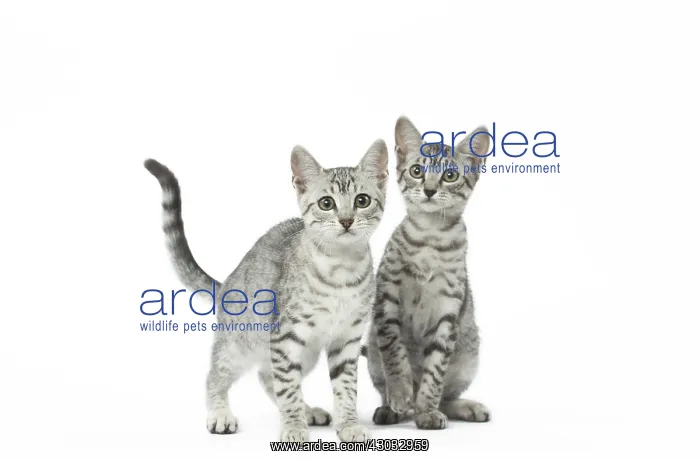 : Egyptian Mau kittens in the studio