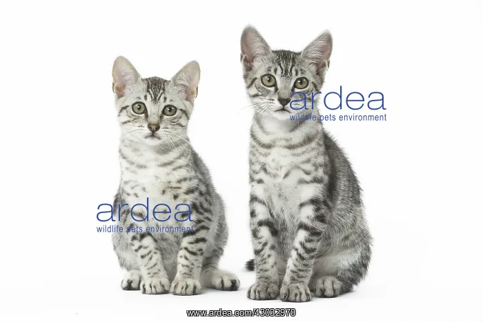 : Egyptian Mau kittens in the studio