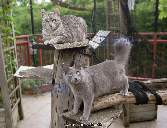  : Egyptian Mau and Nebelung in Cattery