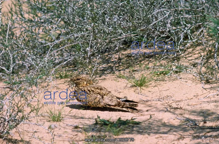 : Egyptian Nightjar : Egyptian Nightjar