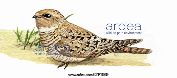 : Egyptian nightjar : Egyptian nightjar
