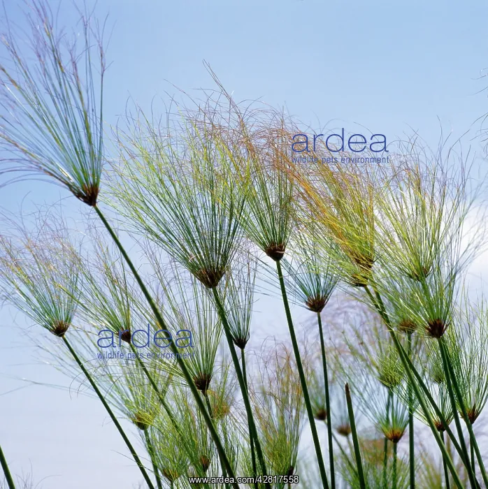  : EGYPTIAN PAPYRUS