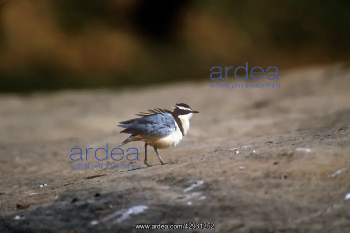: Egyptian Plover : Egyptian Plover