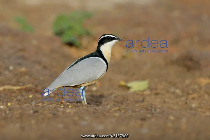  : Egyptian Plover