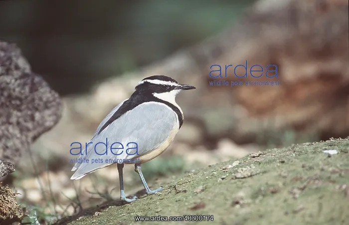 : EGYPTIAN PLOVER - WALKING : EGYPTIAN PLOVER - WALKING