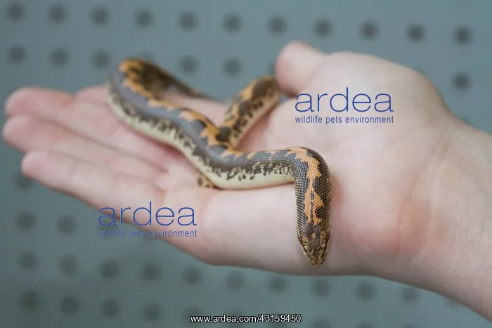 : Egyptian Sand Boa : Egyptian Sand Boa
