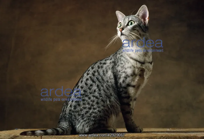  : Egyptian Silver Mau Cat