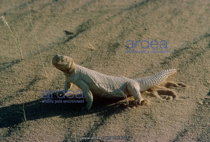 : Egyptian spiny-tailed lizard : Egyptian spiny-tailed lizard