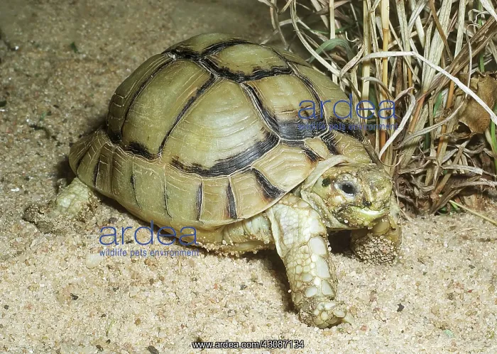 : Egyptian Tortoise : Egyptian Tortoise