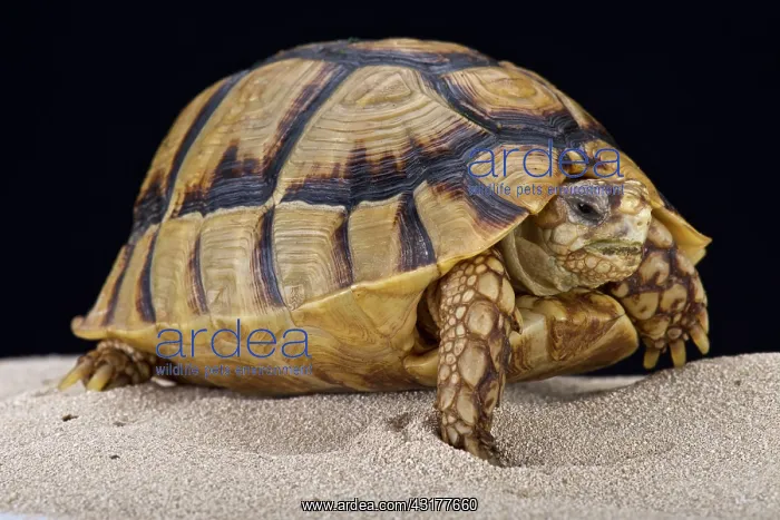 : Egyptian tortoise (Testudo kleinmanni), Egypt : Egyptian tortoise (Testudo kleinmanni), Egypt