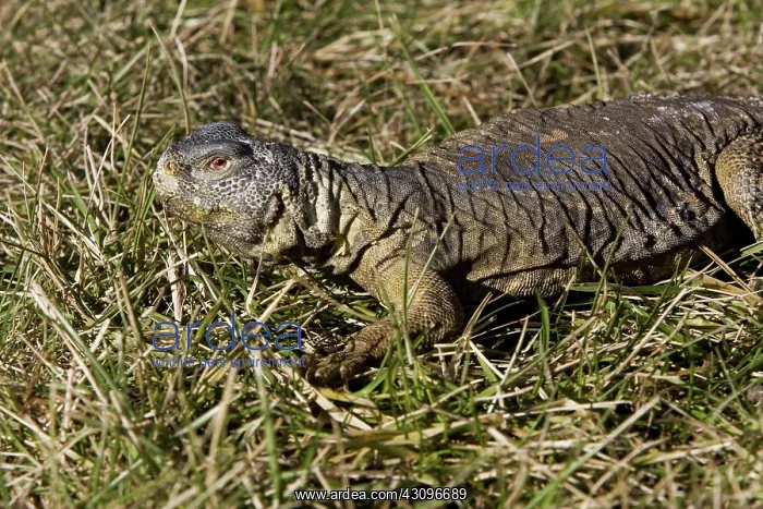 : Egyptian Uromastyx Lizard : Egyptian Uromastyx Lizard