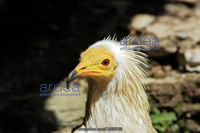 : Egyptian Vulture : Egyptian Vulture