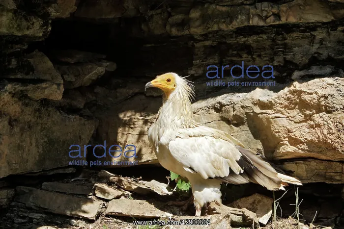 : Egyptian Vulture : Egyptian Vulture