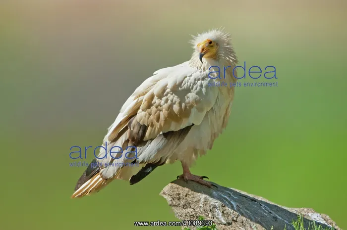  : Egyptian Vulture