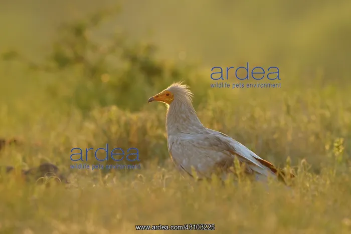: Egyptian Vulture : Egyptian Vulture