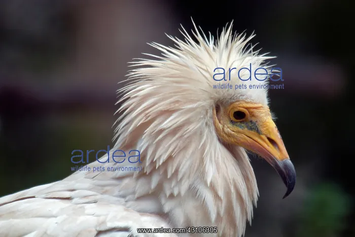 : Egyptian Vulture : Egyptian Vulture