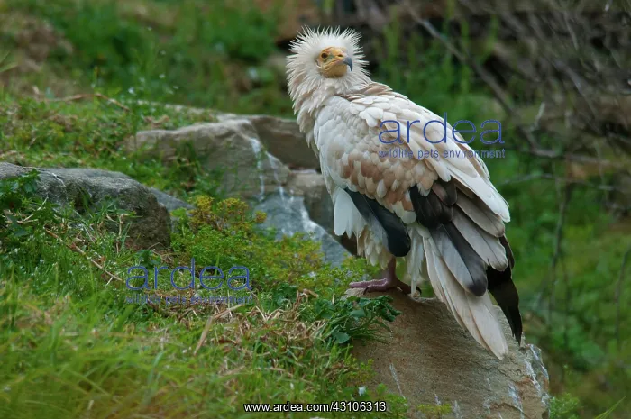  : Egyptian Vulture