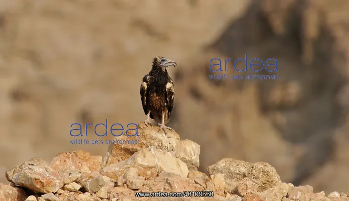 : Egyptian Vulture : Egyptian Vulture