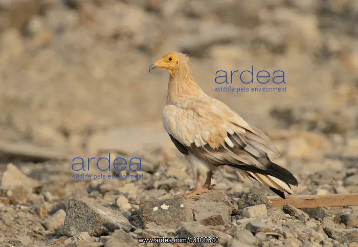 : Egyptian Vulture : Egyptian Vulture