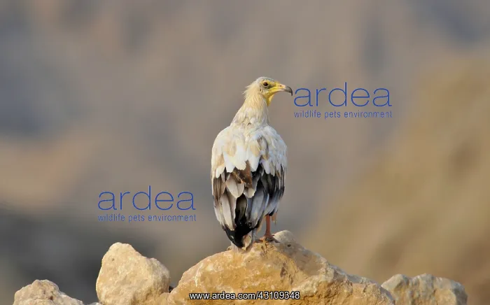 : Egyptian Vulture : Egyptian Vulture