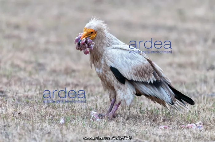 : Egyptian Vulture : Egyptian Vulture