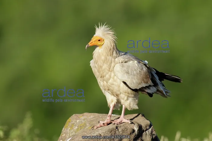 : Egyptian Vulture : Egyptian Vulture