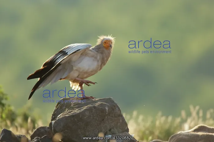 : Egyptian Vulture : Egyptian Vulture