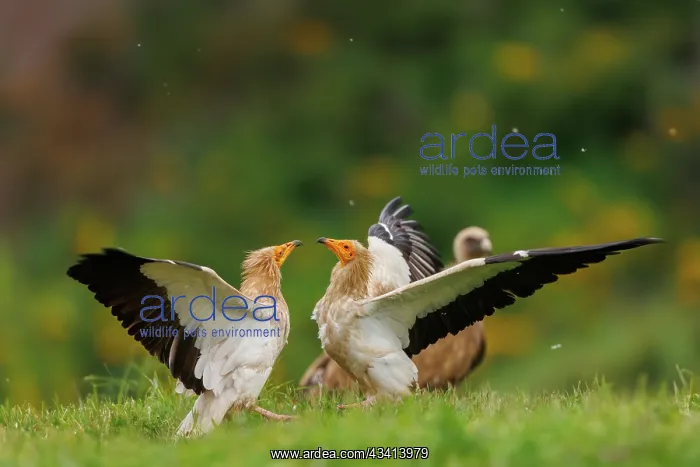 : Egyptian vulture : Egyptian vulture