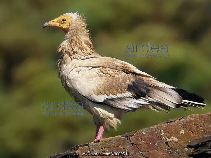 : Egyptian Vulture - adult perched on a rock : Egyptian Vulture - adult perched on a rock