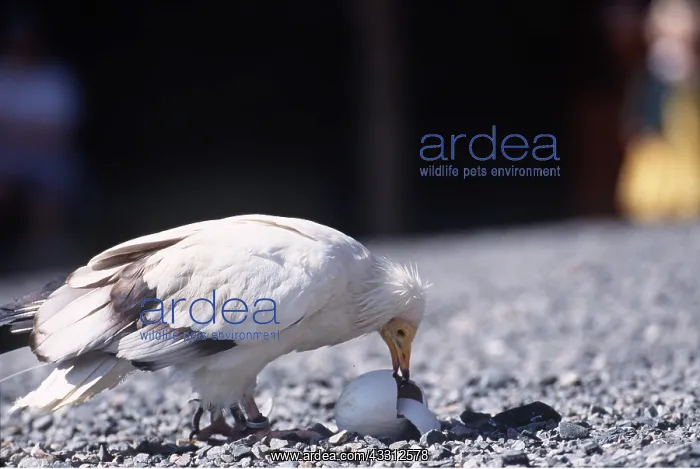 : EGYPTIAN VULTURE - breaking into egg : EGYPTIAN VULTURE - breaking into egg