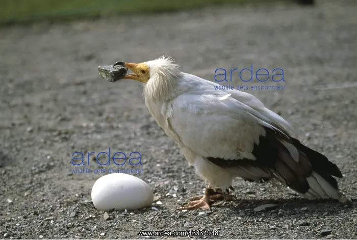 : Egyptian VULTURE - Breaking egg with stone : Egyptian VULTURE - Breaking egg with stone