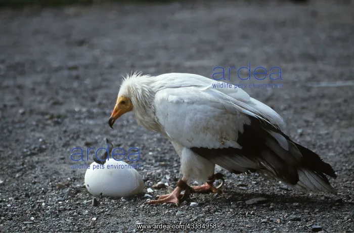 : EGYPTIAN VULTURE - breaking egg with a stone : EGYPTIAN VULTURE - breaking egg with a stone