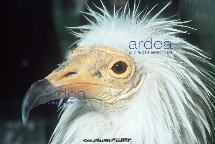 : EGYPTIAN VULTURE - close-up of head : EGYPTIAN VULTURE - close-up of head