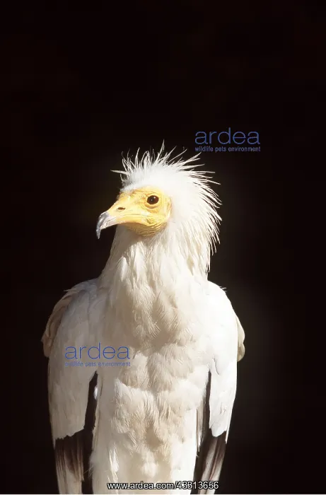 : EGYPTIAN VULTURE - close-up of head and shoulders : EGYPTIAN VULTURE - close-up of head and shoulders