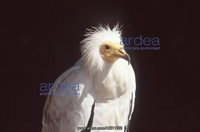 : EGYPTIAN VULTURE - close-up of head & upper torso : EGYPTIAN VULTURE - close-up of head & upper torso
