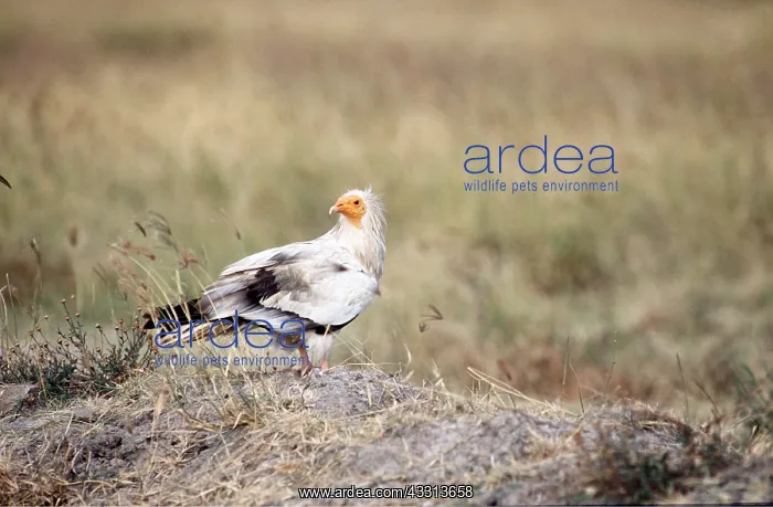 : EGYPTIAN VULTURE - on ground : EGYPTIAN VULTURE - on ground