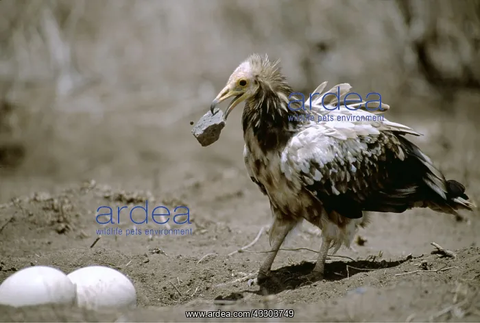 : EGYPTIAN VULTURE - immature vulture breaking open : EGYPTIAN VULTURE - immature vulture breaking open