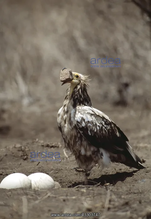 : Egyptian Vulture - immature vulture breaking Ostrich : Egyptian Vulture - immature vulture breaking Ostrich