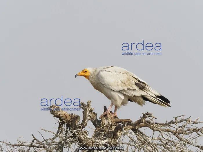 : Egyptian Vulture Neophron percnopterus Rajasthan : Egyptian Vulture Neophron percnopterus Rajasthan