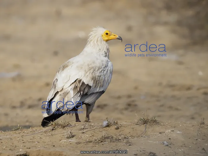 : Egyptian Vulture Neophron percnopterus Rajasthan : Egyptian Vulture Neophron percnopterus Rajasthan