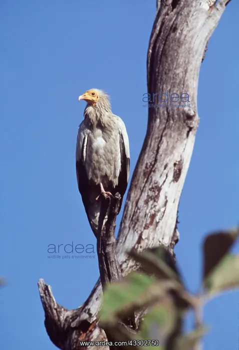 : EGYPTIAN VULTURE - perched on branch : EGYPTIAN VULTURE - perched on branch